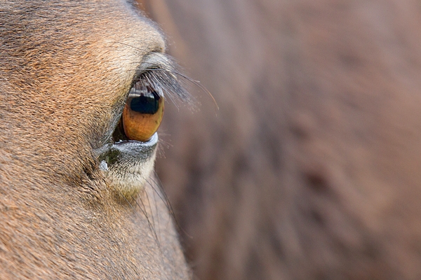 Exmoor Pony,Eye. Oct. '17.