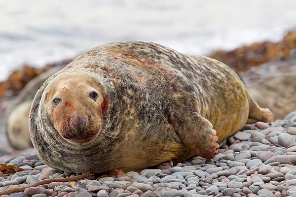 Bloodied Bull Grey Seal on beach. Nov.'17.