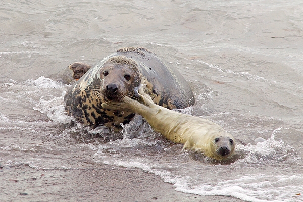 Grey Seal mum hauls pup back to beach. Nov '17.