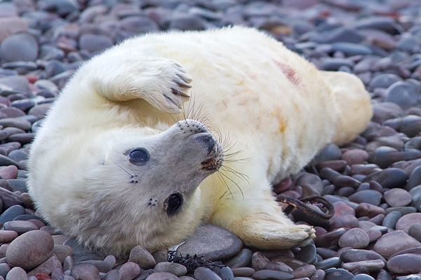 Grey Seal pup on beach. Nov '17.