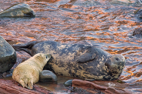 Grey Seal mum suckling pup by reflected red sea. Nov '17.