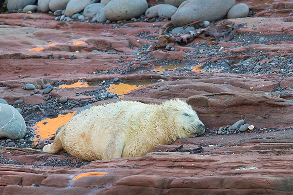 Grey Seal pup asleep on red rock. Nov '17.