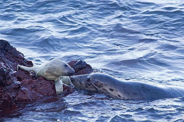 Grey Seal mum nuzzling pup marooned on rock. Nov '17.