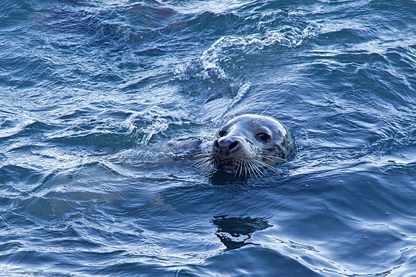 Grey Seal cow,head,in sea. Nov '17.