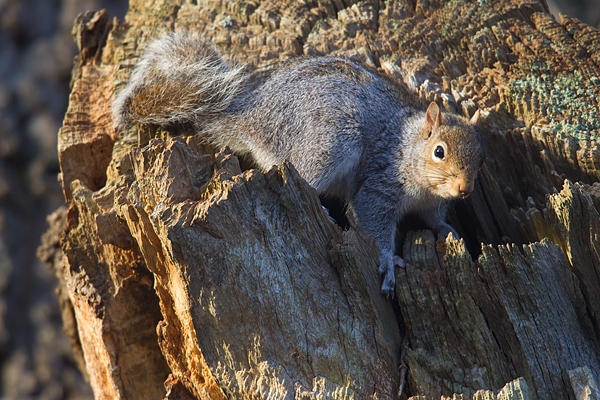 Grey Squirrel at tree hole 3. Dec '17.