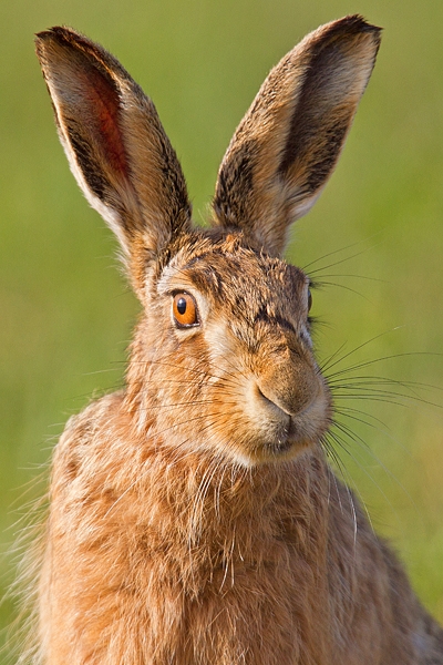 Brown Hare Portrait 1. Apr '18.