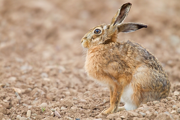 Brown Hare sat on stony field. May '18.