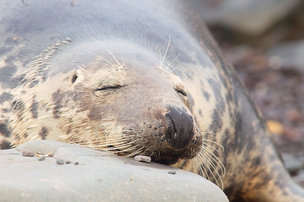 Grey Seal f sleeping on rock. Nov '18.