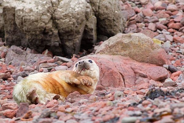 Grey Seal pup 1. Dec '18.