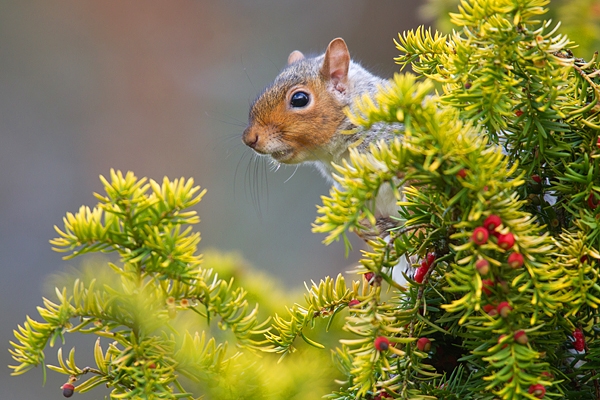 Grey Squirrel on yew tree. Dec '18.