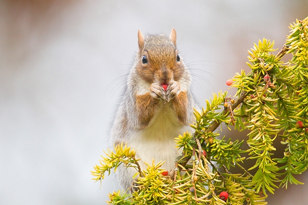 Grey Squirrel feeding in yew tree. Dec '18.