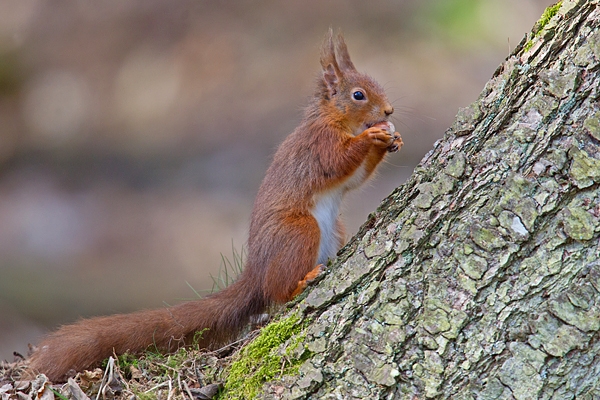 Red Squirrel at base of larch tree with nut 2. Mar '19.
