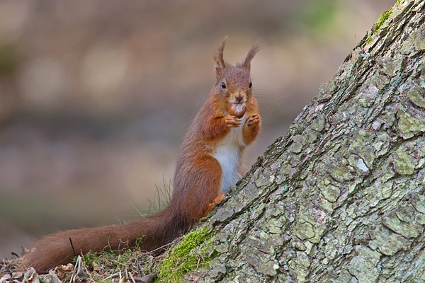 Red Squirrel at base of larch tree with nut 1. Mar '19.