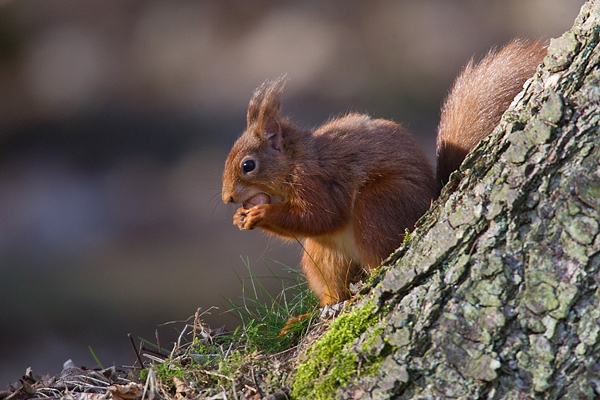 Red Squirrel sat at base of larch. Mar '19.