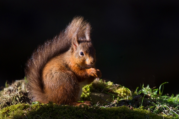 Red Squirrel spotlit on mossy bank. Mar '19.