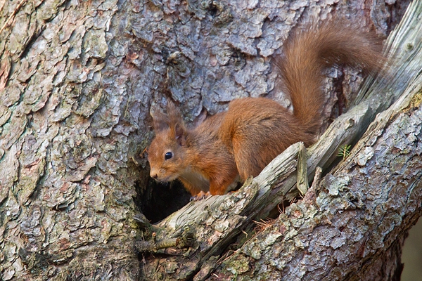 Red Squirrel at larch tree hole 2. Mar '19.