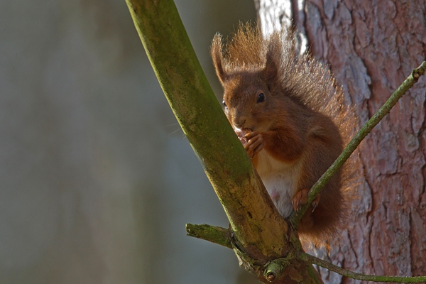 Red Squirrel on pine,sidelit. Mar '19.
