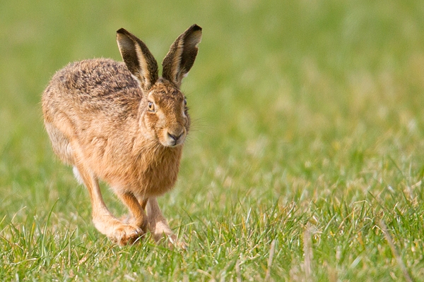 Brown Hare running full pelt 2. Mar '19.