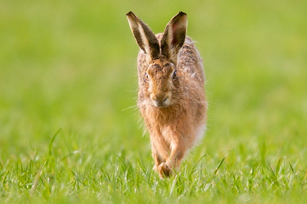 Brown Hare running straight on 1. Mar '19.