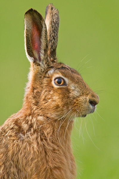 Brown Hare portrait. Mar '19.