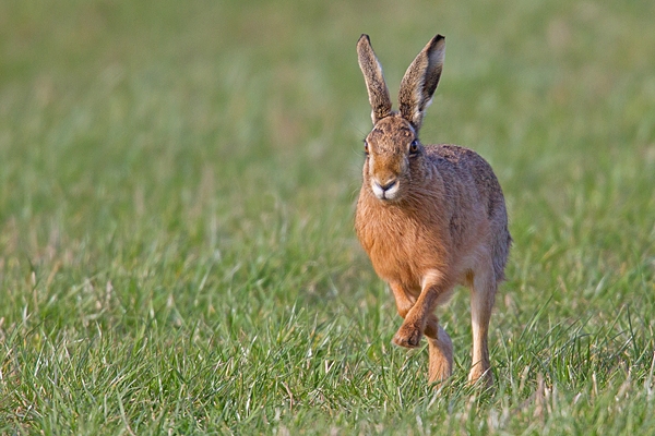 Brown Hare on the rise. Mar '19.