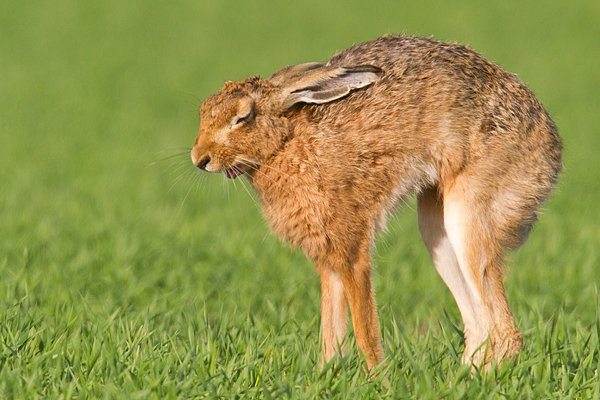 Brown Hare yawning and arching back. May '19.