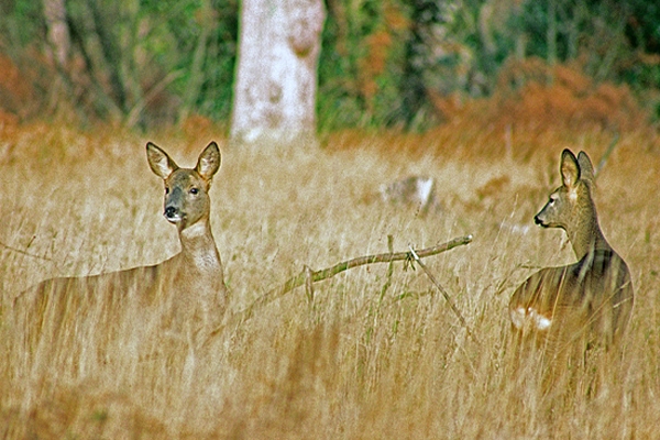 2 Roe Deer.