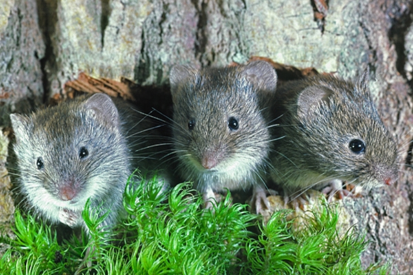 3 Young Field Voles.