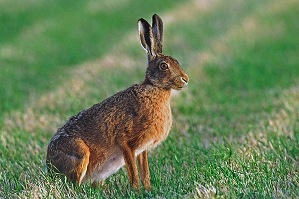 Alert Brown Hare.
