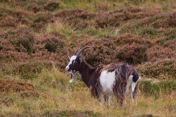 Wild Cheviot Goat in heather 6. Sept. '19.