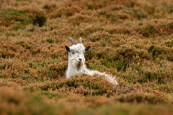 Wild Cheviot Goat in heather 5. Sept. '19.