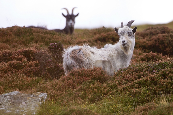 Wild Cheviot Goat in heather 4. Sept. '19.