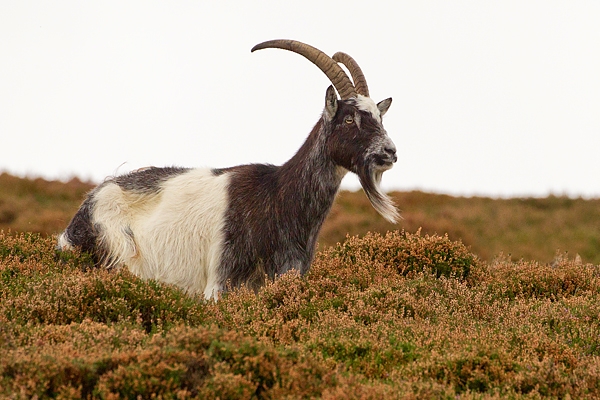 Wild Cheviot Goat 2. Sept. '19.
