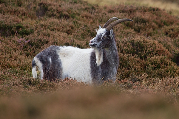 Wild Cheviot Goat in heather 1. Sept. '19.