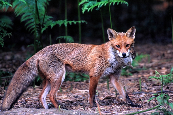 Fox with rabbit prey.