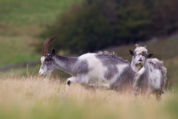 2 Wild Cheviot Goats. Sept. '19.