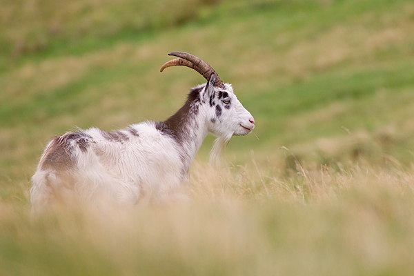 Wild Cheviot Goat in grasses 2. Sept. '19.