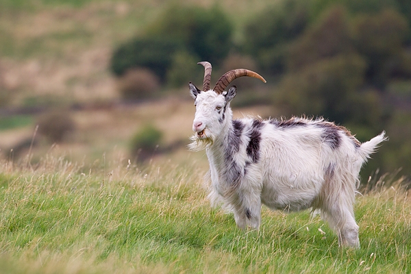 Wild Cheviot Goat feeding. Sept. '19.