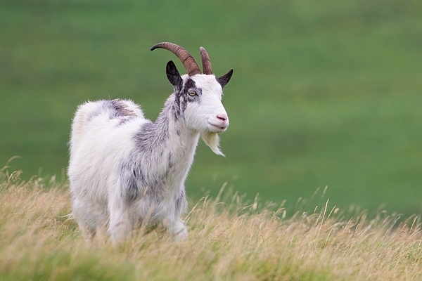 Wild Cheviot Goat on hillside. Sept. '19.