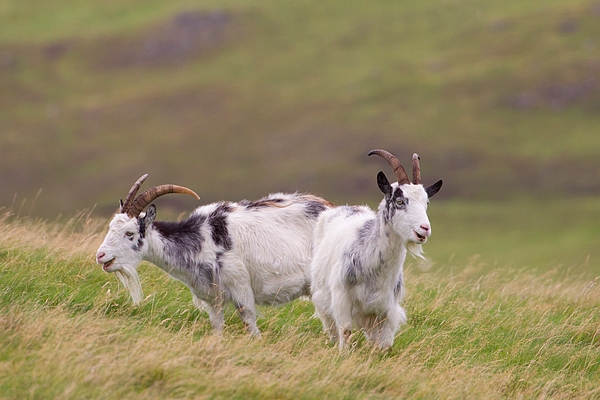 2 Wild Cheviot Goats on hillside. Sept. '19.