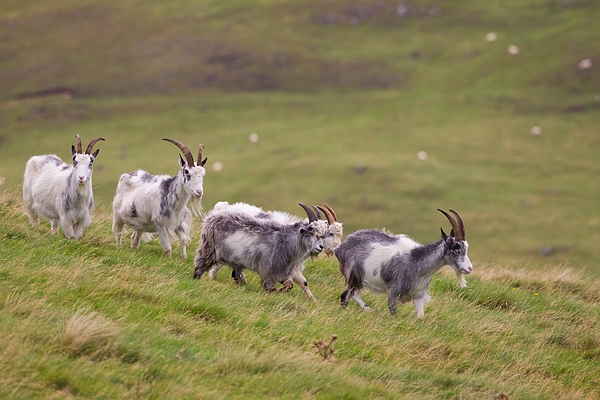 5 Wild Cheviot Goats on hillside. Sept. '19.