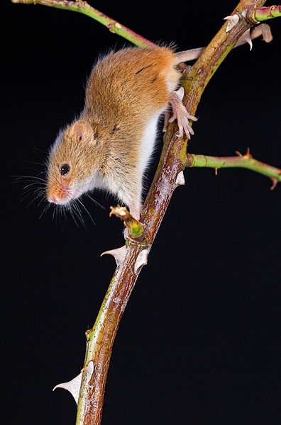 Harvest Mouse on thorny rose twig. Oct. '19.