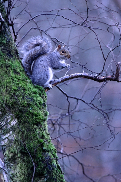 Grey Squirrel in misty woodland.