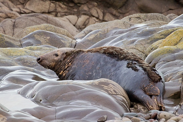 Grey Seal bull on rocks 2. Nov '19.