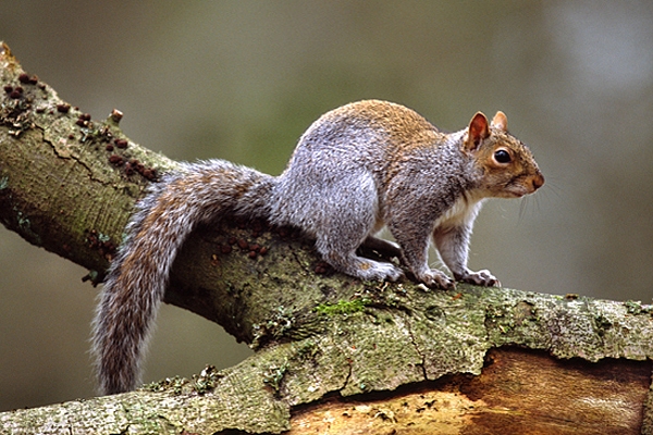 Grey Squirrel on beech branch.