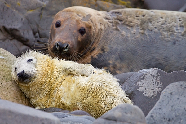 Pup and female Grey Seal. Nov '19.