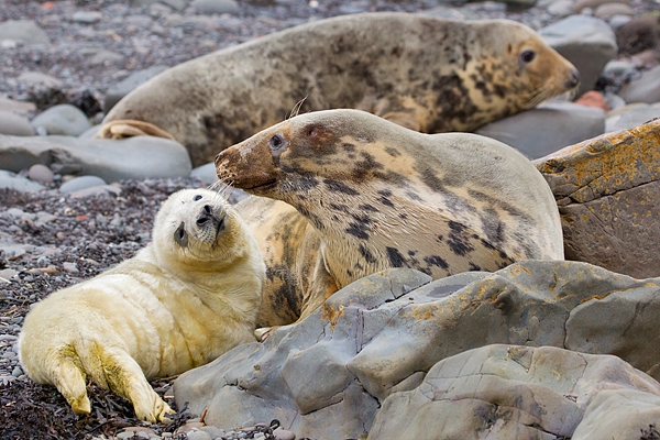 Female and pup Grey Seal intimacy 2. Nov '19.