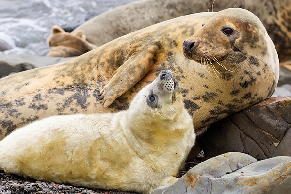 Female and pup Grey Seal intimacy 1. Nov '19.