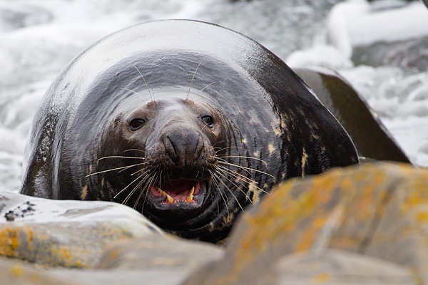 Bull Grey Seal 1. Nov '19.