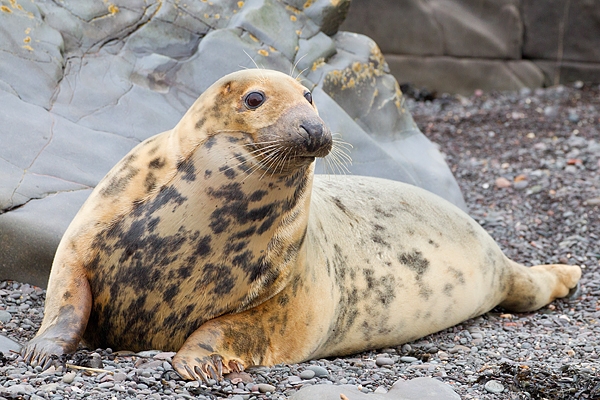 Grey Seal cow on rocky beach 1. Nov '19.